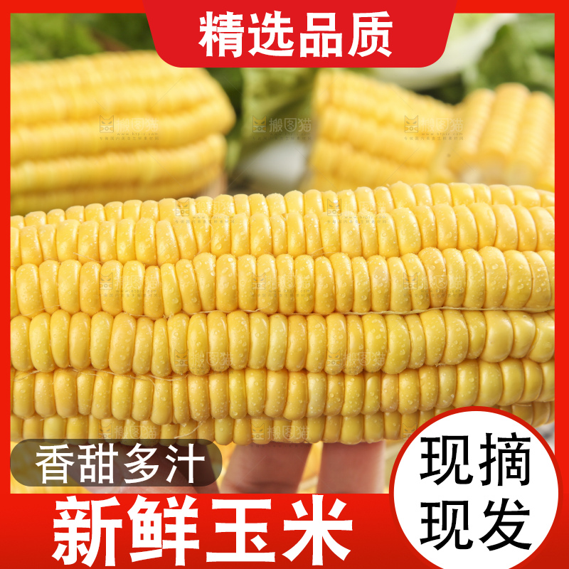 手里拿着新鲜玉米