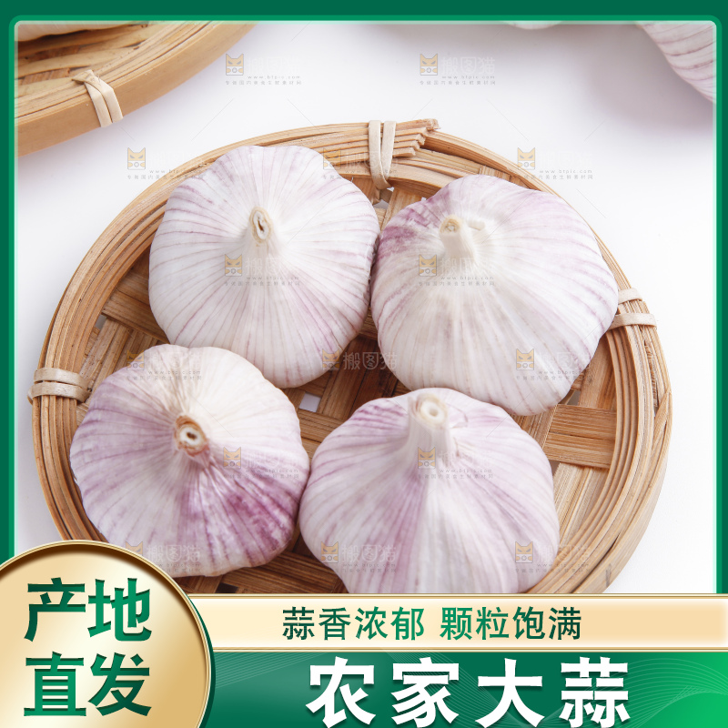白底上的山东大蒜头