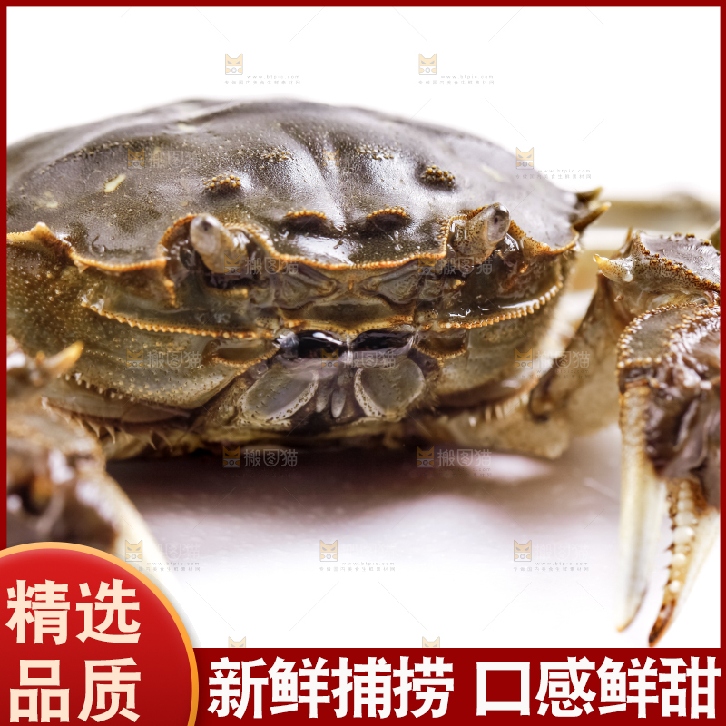 浅底上的螃蟹