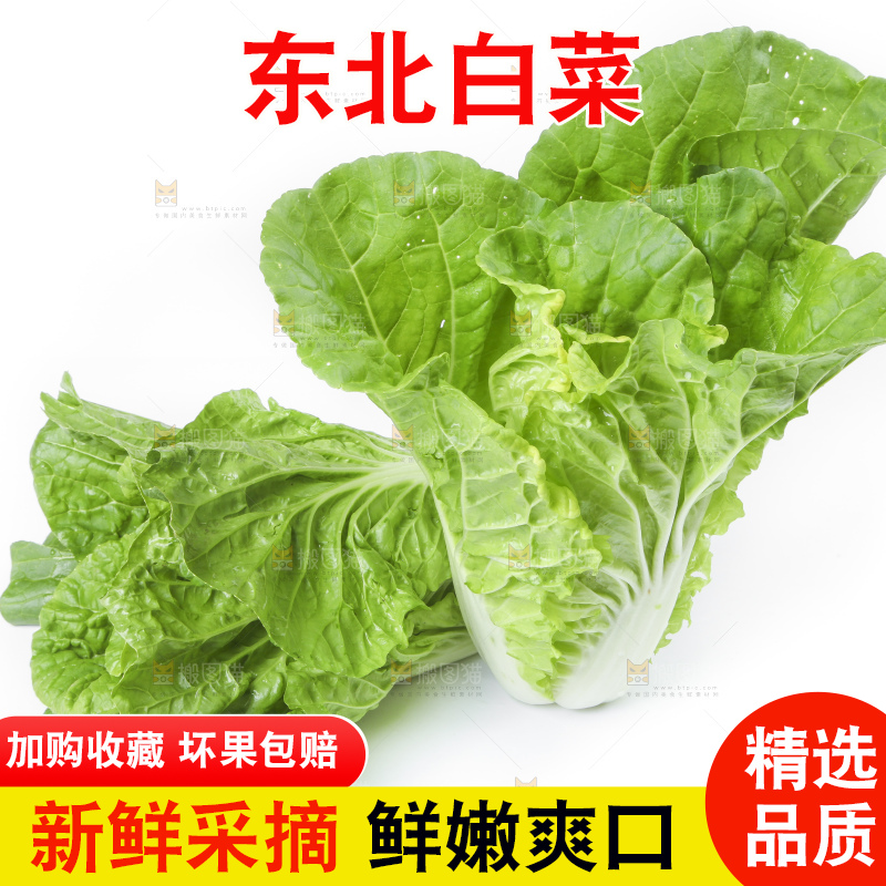 白底上放着大白菜