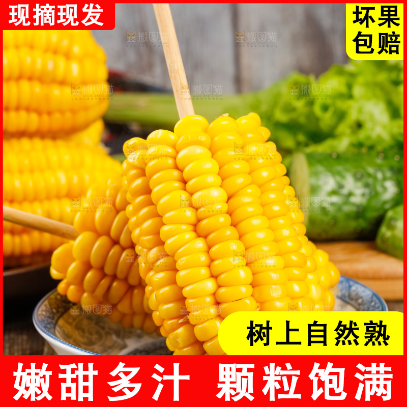 深底上的东北玉米