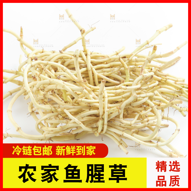 白底上的鱼腥草