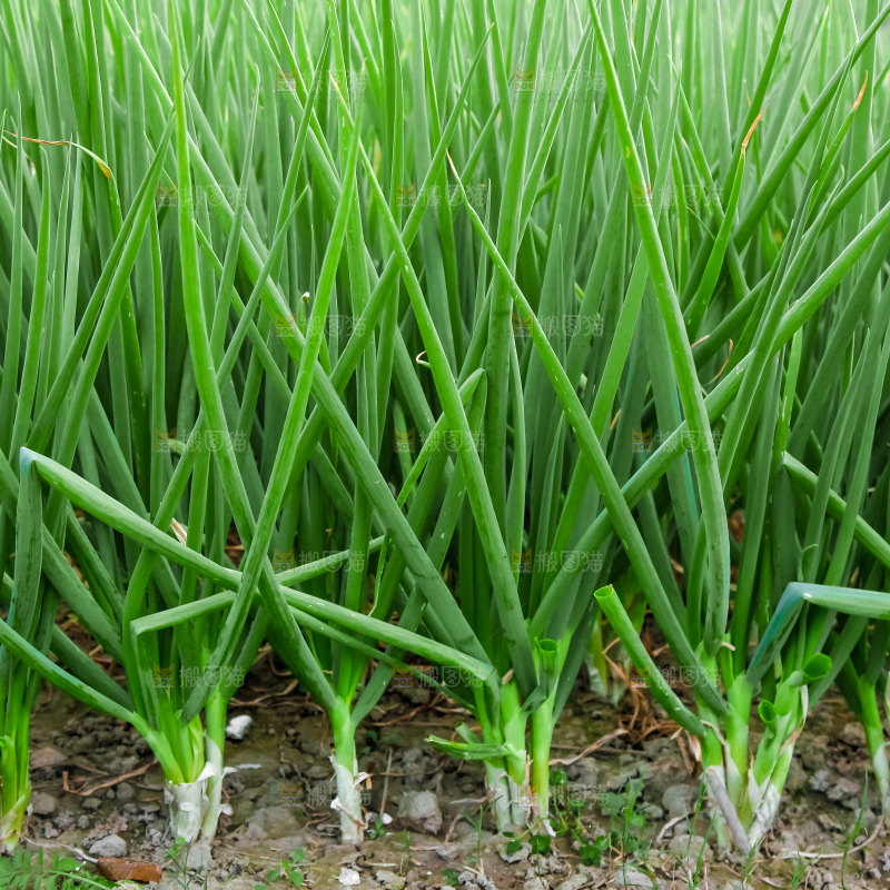 地里长着小葱