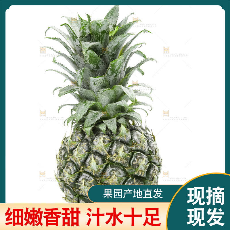 白底上放着泰国小菠萝