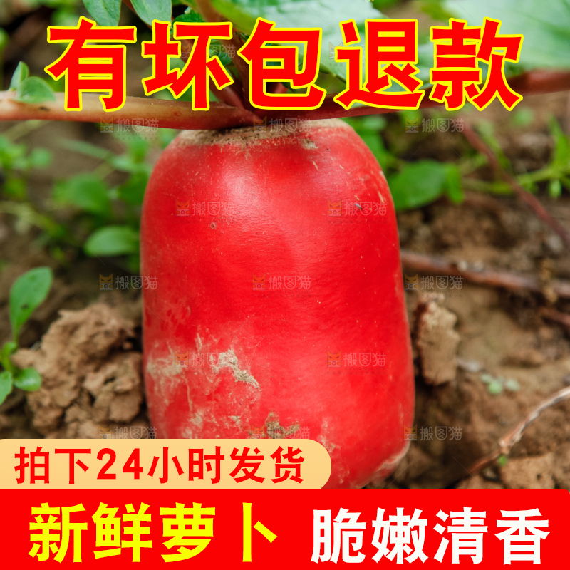 地里种着红萝卜