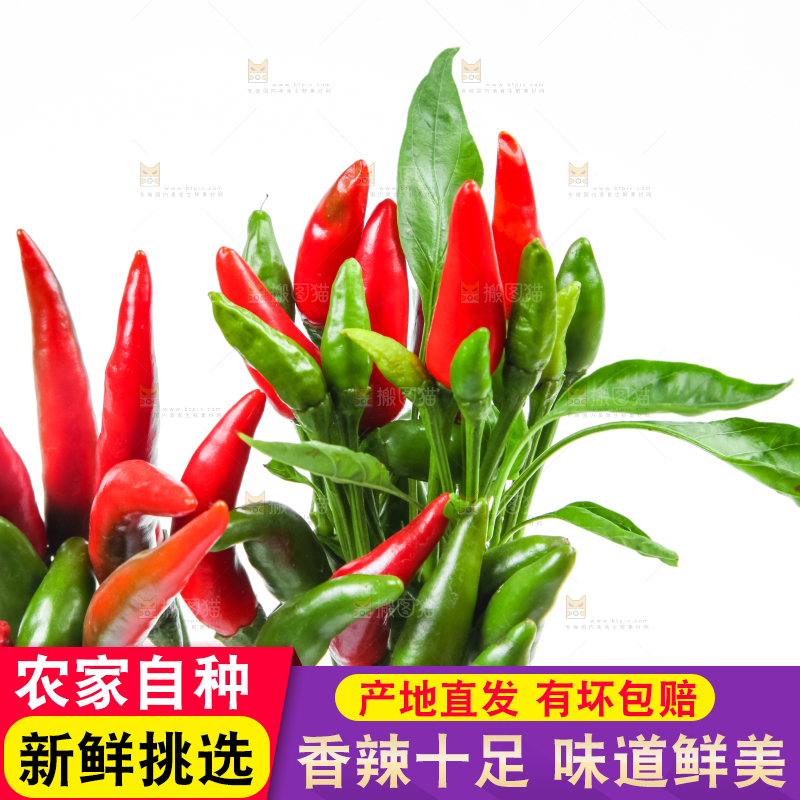 白底上的小米椒