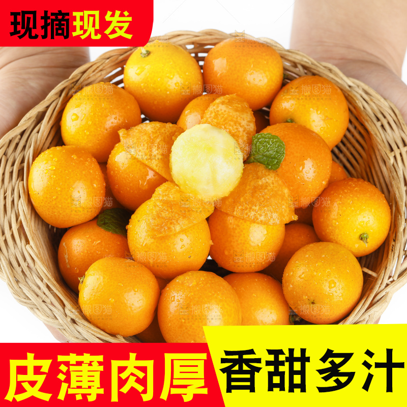 篮子里装着小金桔