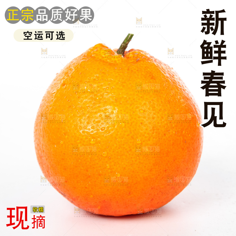 白底上的春见耙耙柑