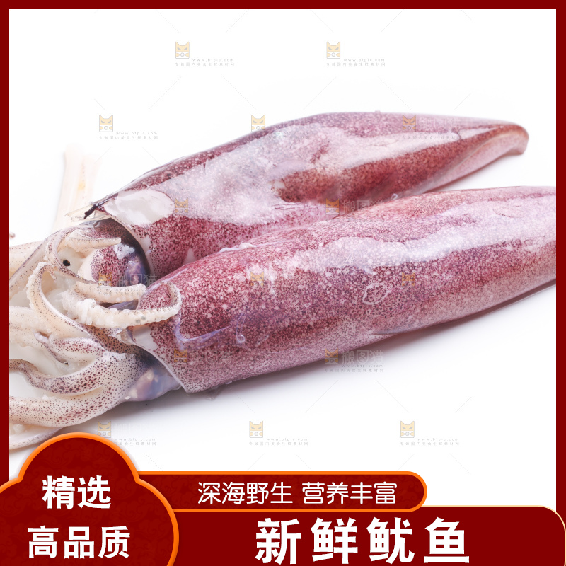 白底上的鱿鱼