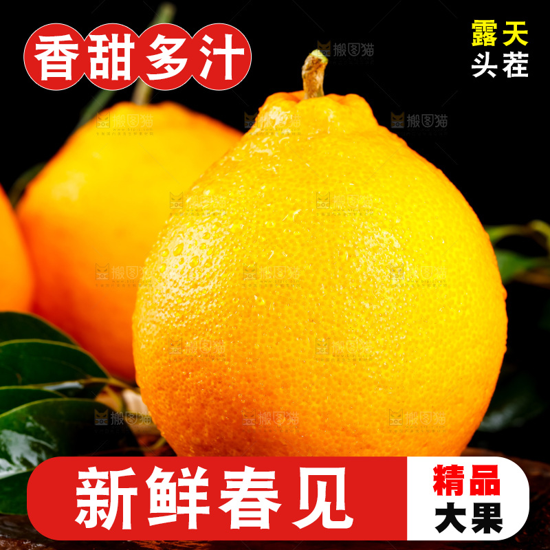 深底上的春见柑桔