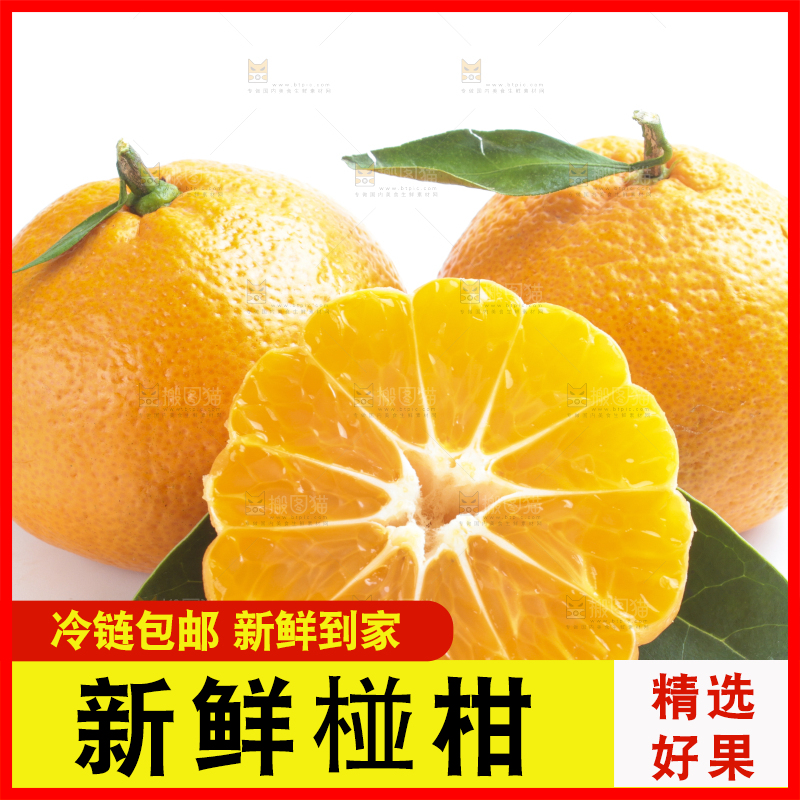 白底上的椪柑橘