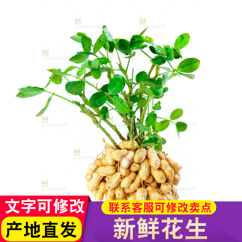 白底上的新鲜花生