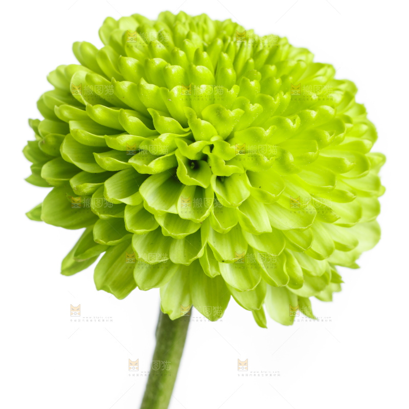 白底上放着绿色绣球菊