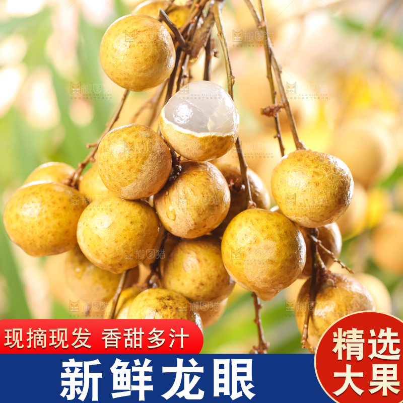 手里拿着新鲜龙眼