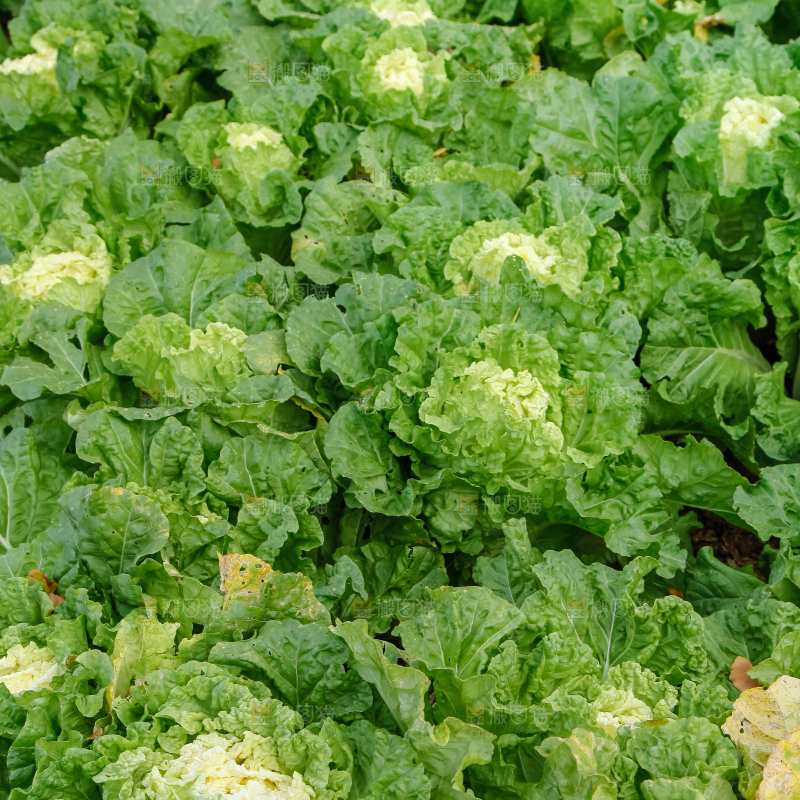 白菜产地