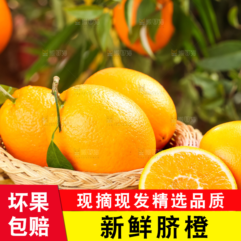 篮子里装着长虹脐橙