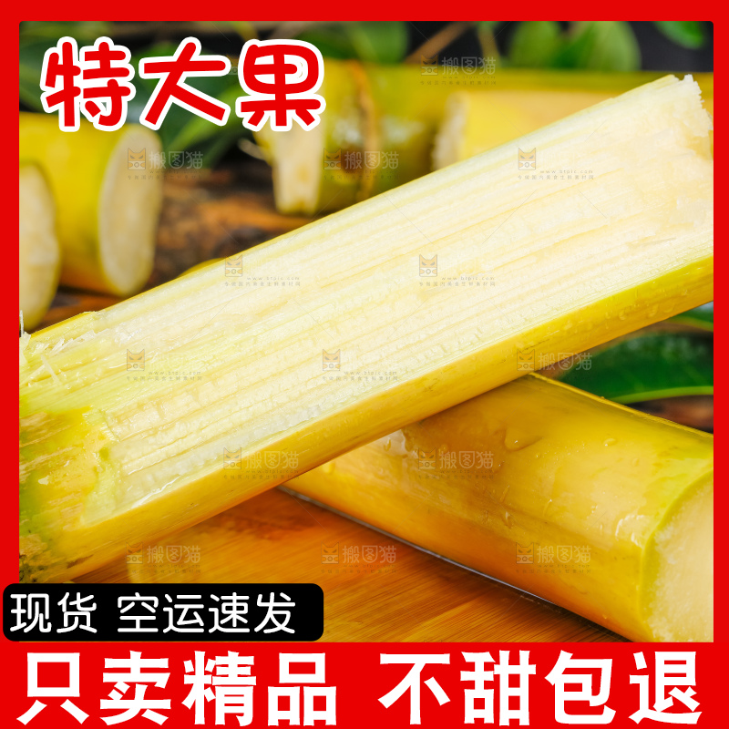 深底上的广西白玉甘蔗