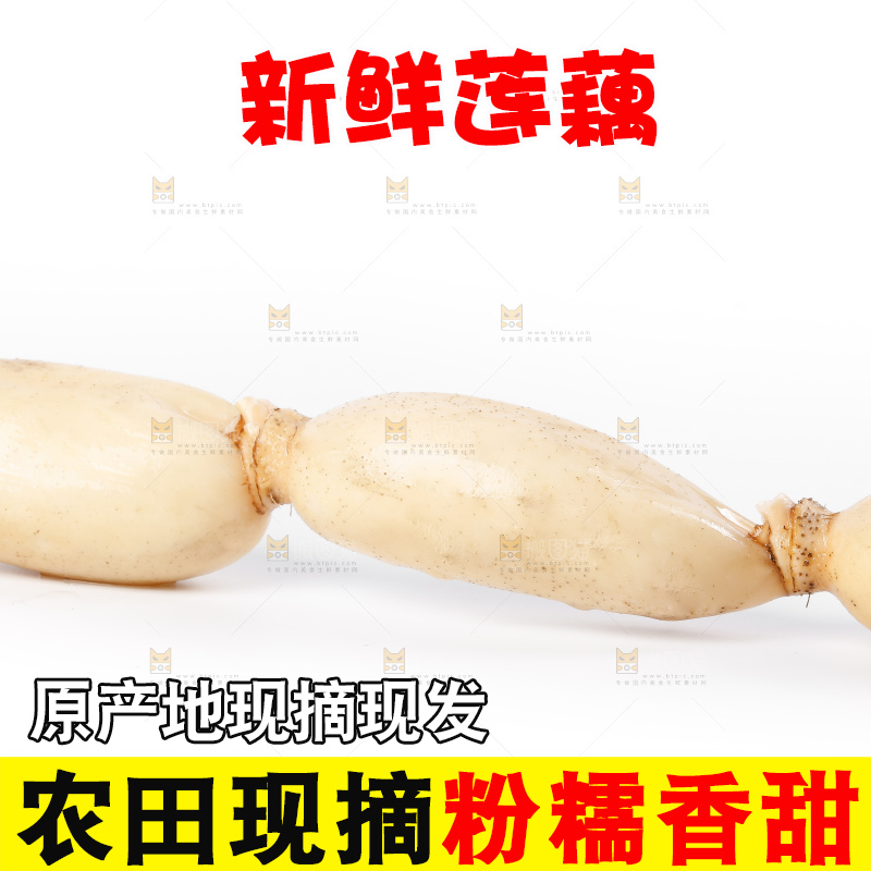白底上的新鲜莲藕