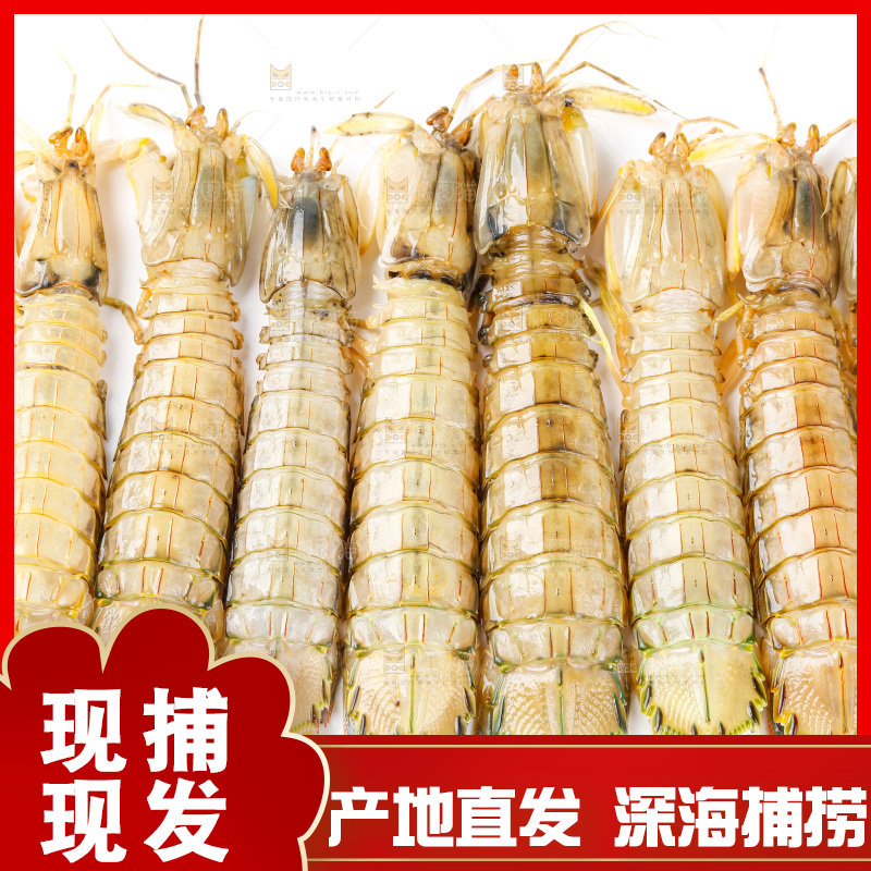 白底上的皮皮虾