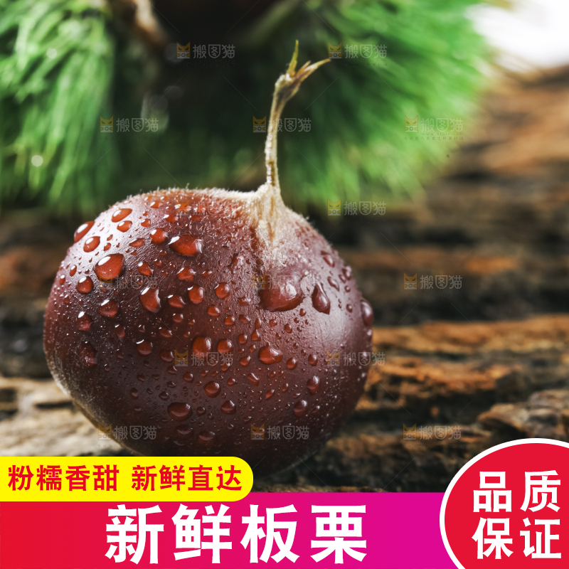 木底上的毛栗子