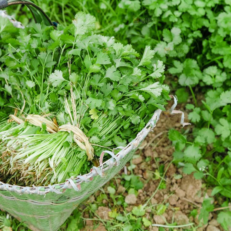 地里种着蔬菜