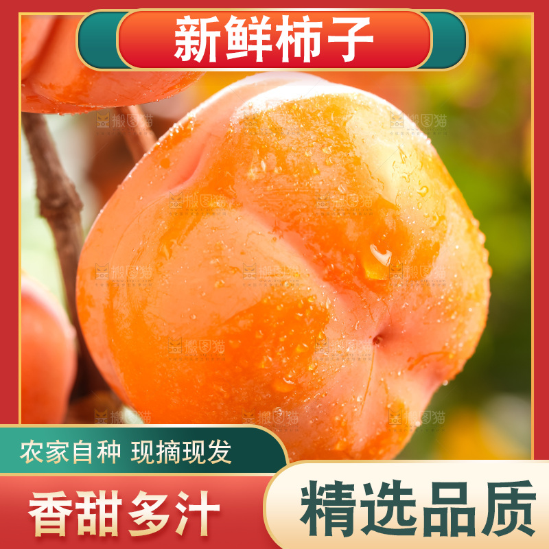 树枝上挂着磨盘柿