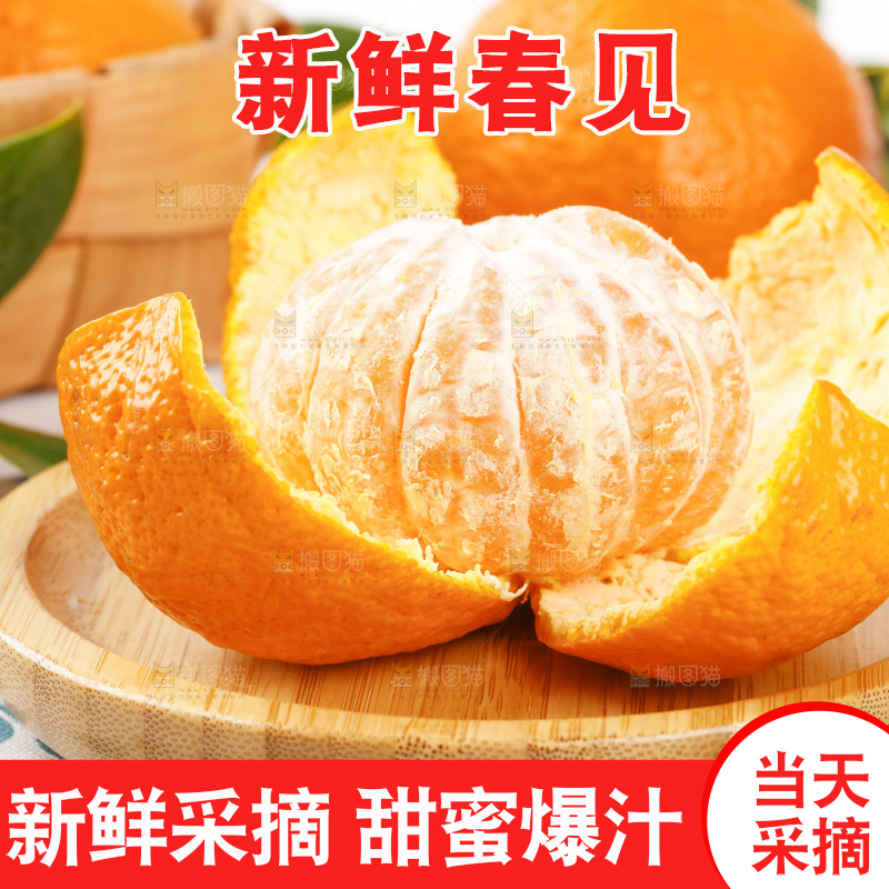 浅底上的春见耙耙柑