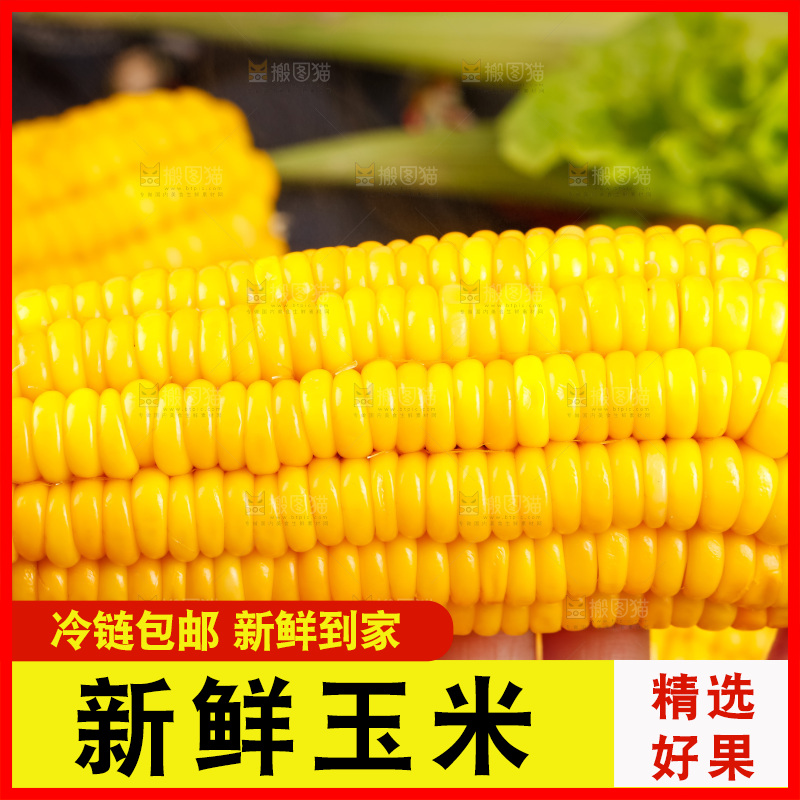 深底上的东北玉米