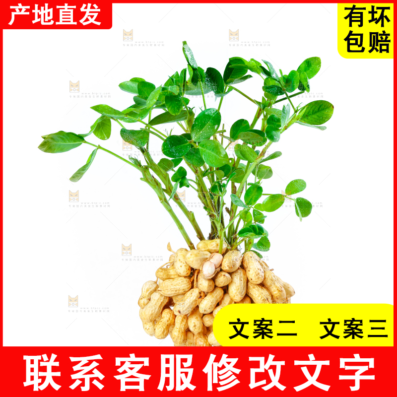 白底上的新鲜花生
