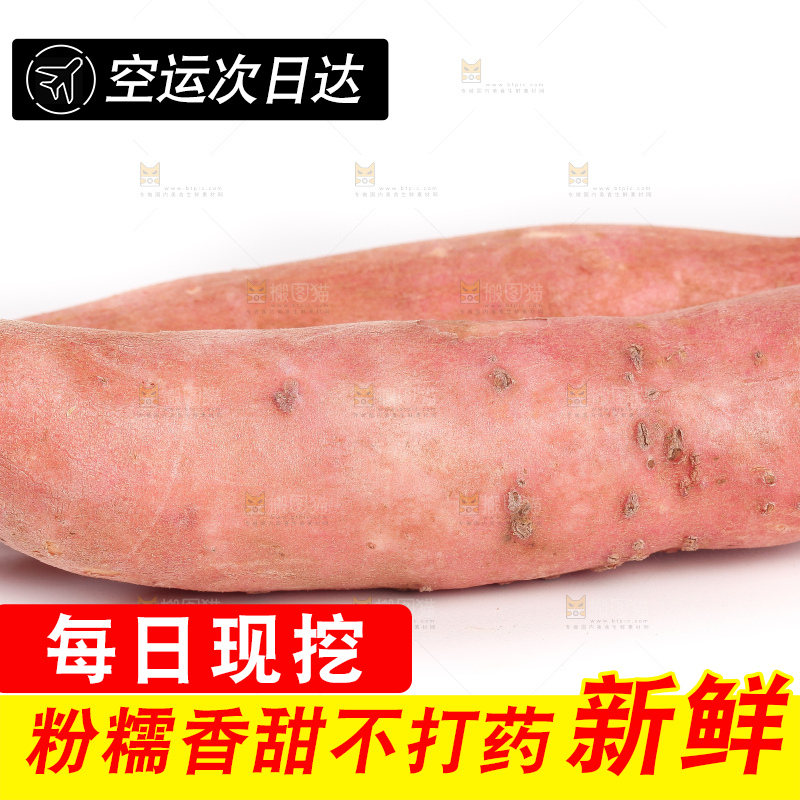 白底上的沙地板栗蜜薯