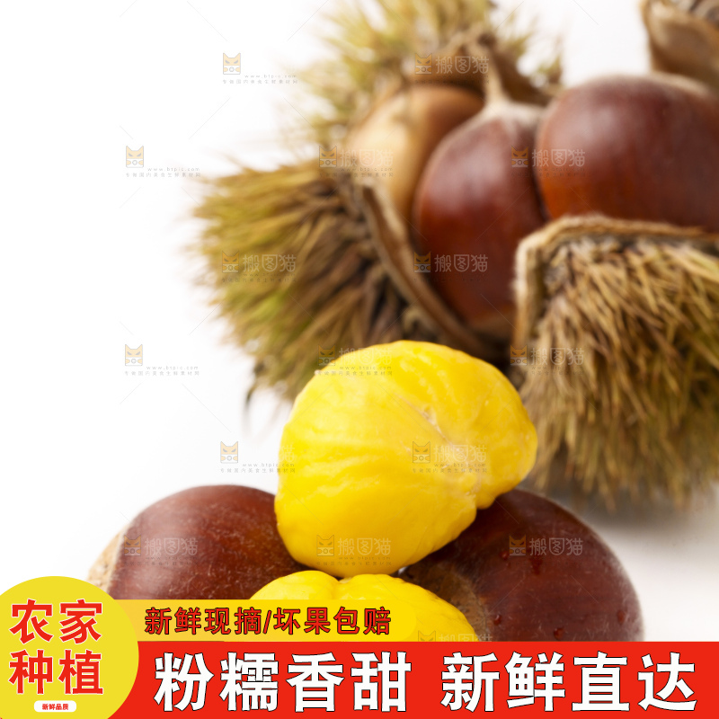 浅底上的迁西板栗