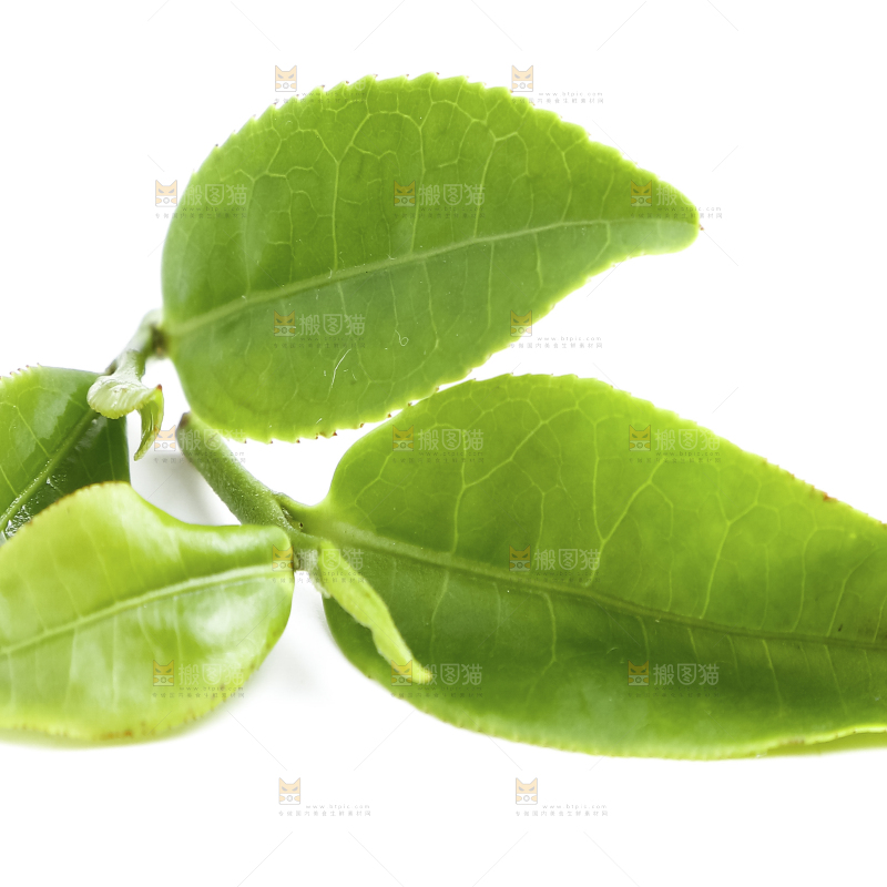 白底上的茶叶
