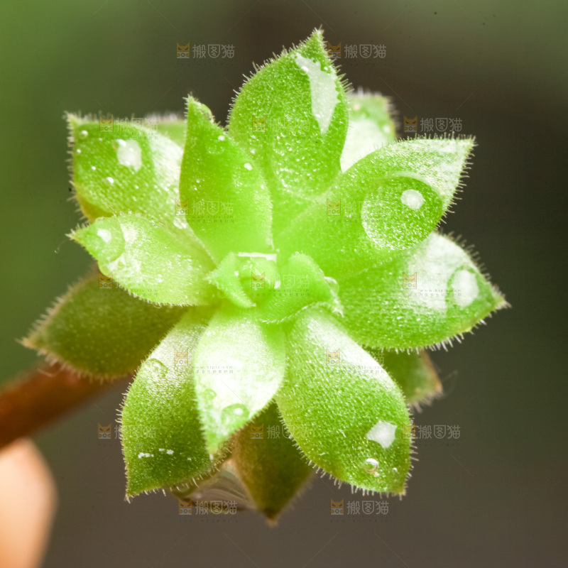 深底上放着多肉