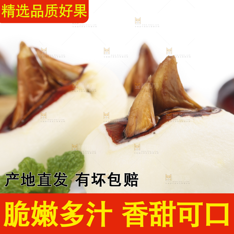 浅底上的马蹄果