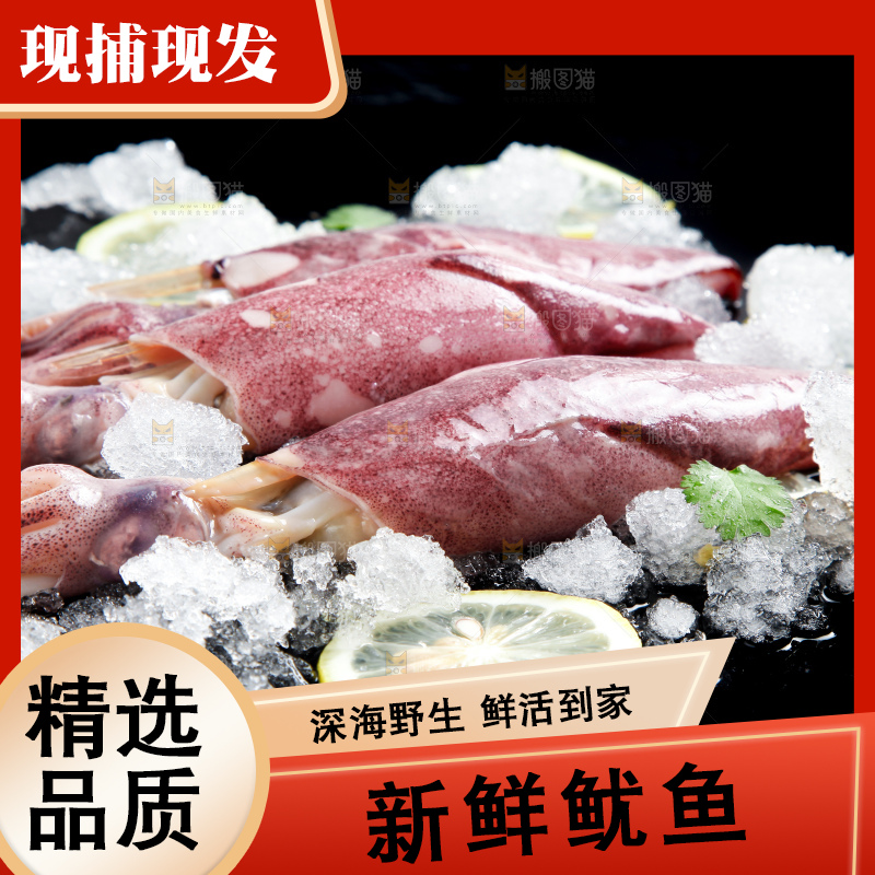 深底上放着生鲜鱿鱼