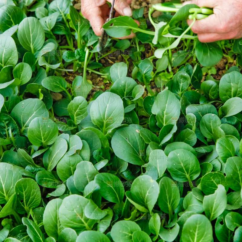 地里种着蔬菜