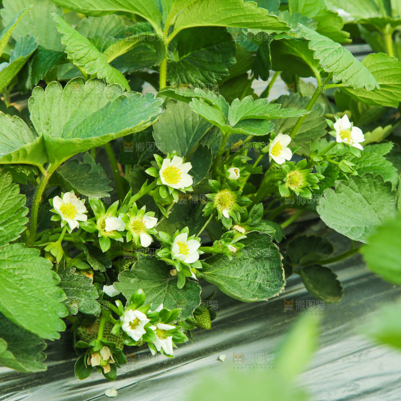 草莓种植基地