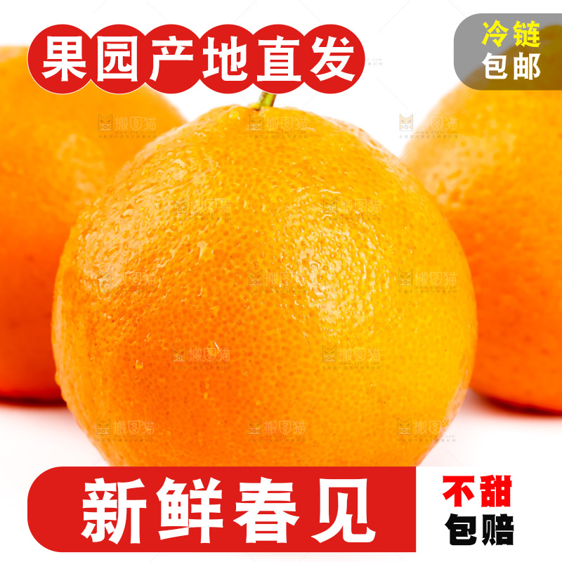 白底上的春见耙耙柑