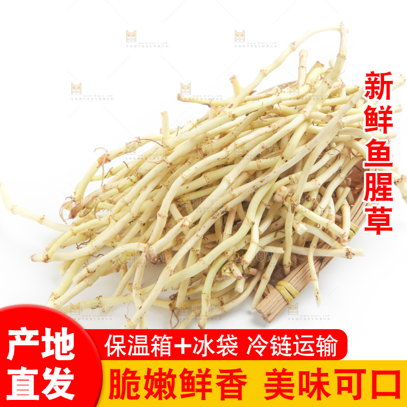 白底上的鱼腥草