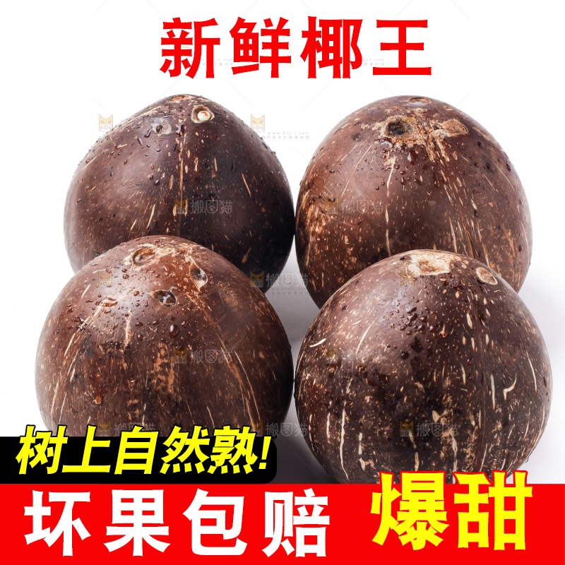 浅底上的椰皇