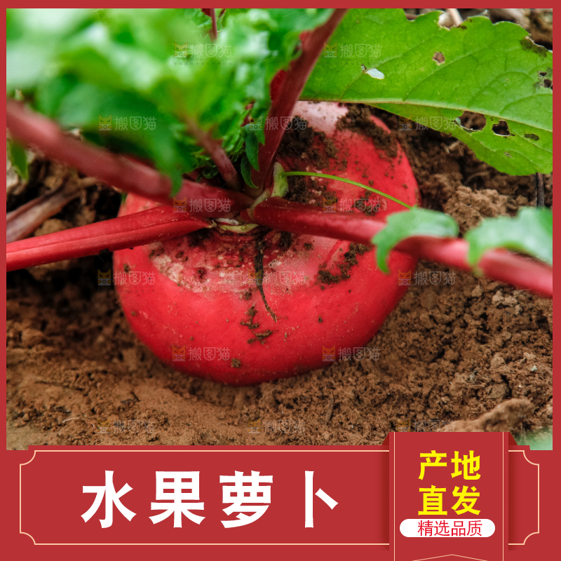 地里种着红萝卜