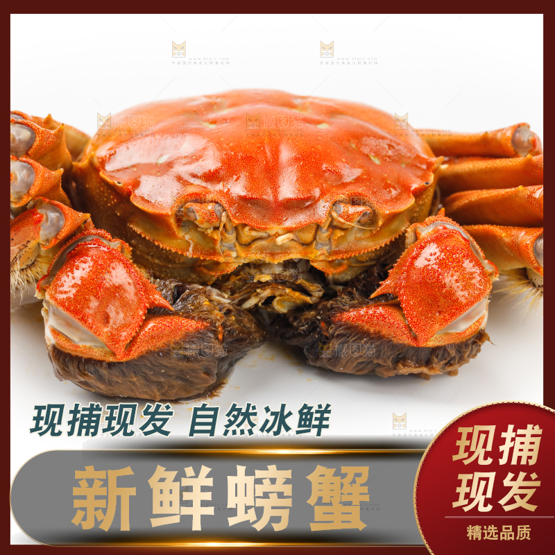 白底上的大闸蟹