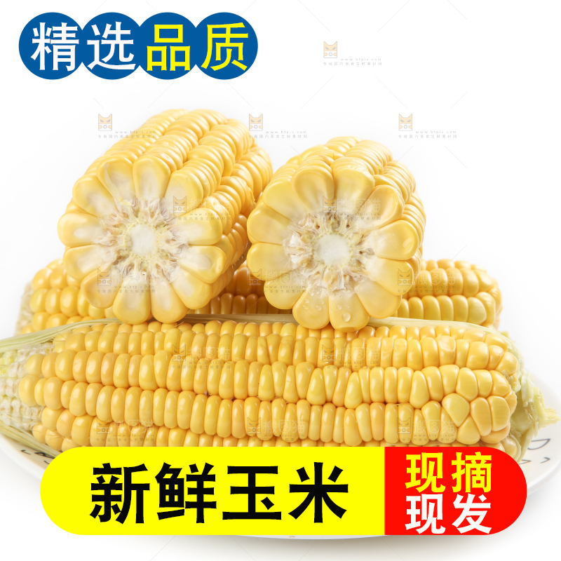 白底上的新鲜玉米