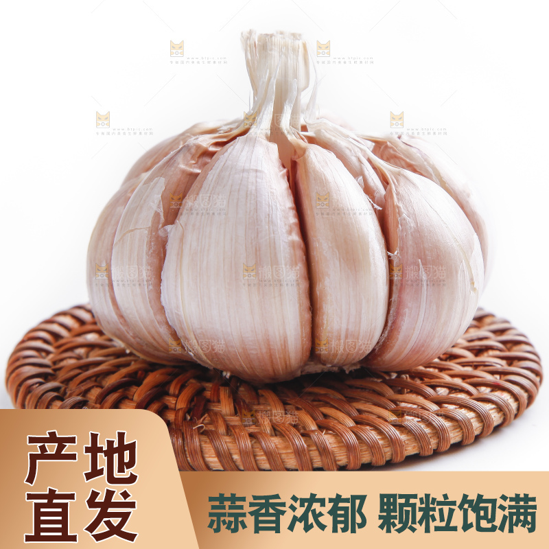 白底上的山东大蒜头