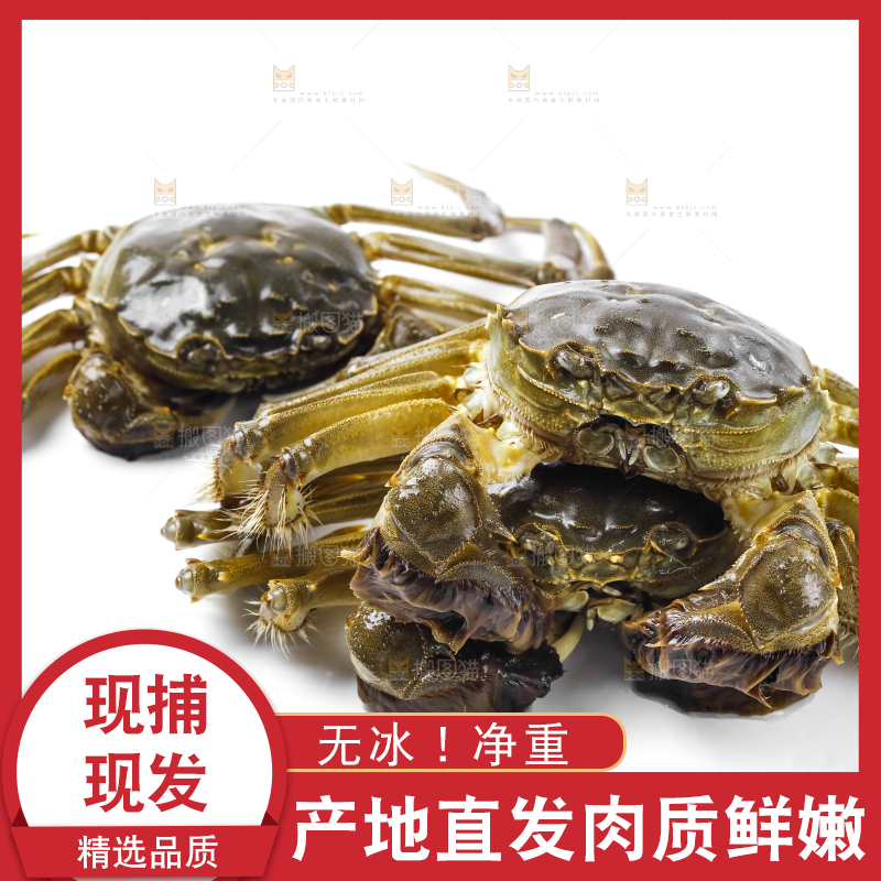 浅底上的鲜活螃蟹