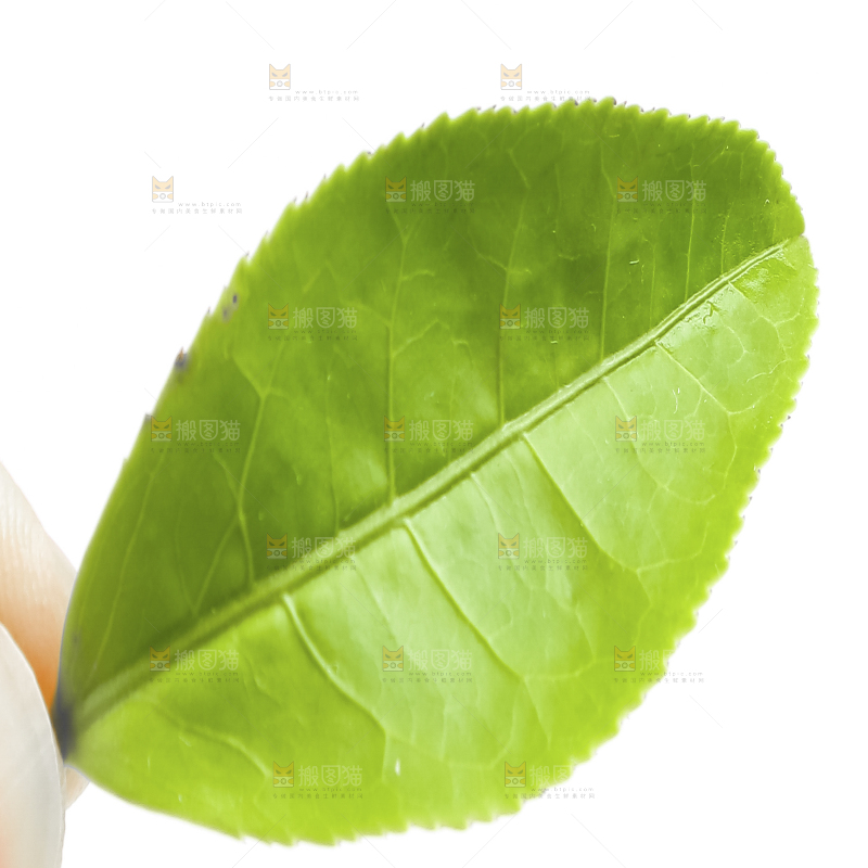 白底上的茶叶