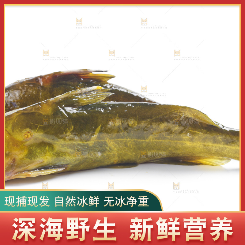 白底上放着黄蜂鱼