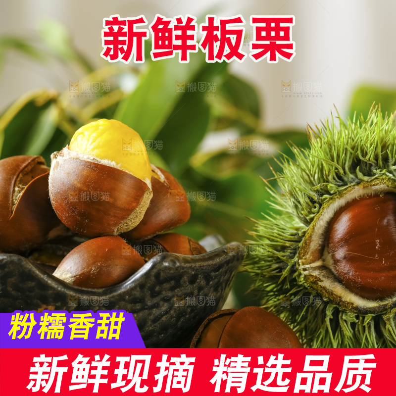 深底上的迁西板栗