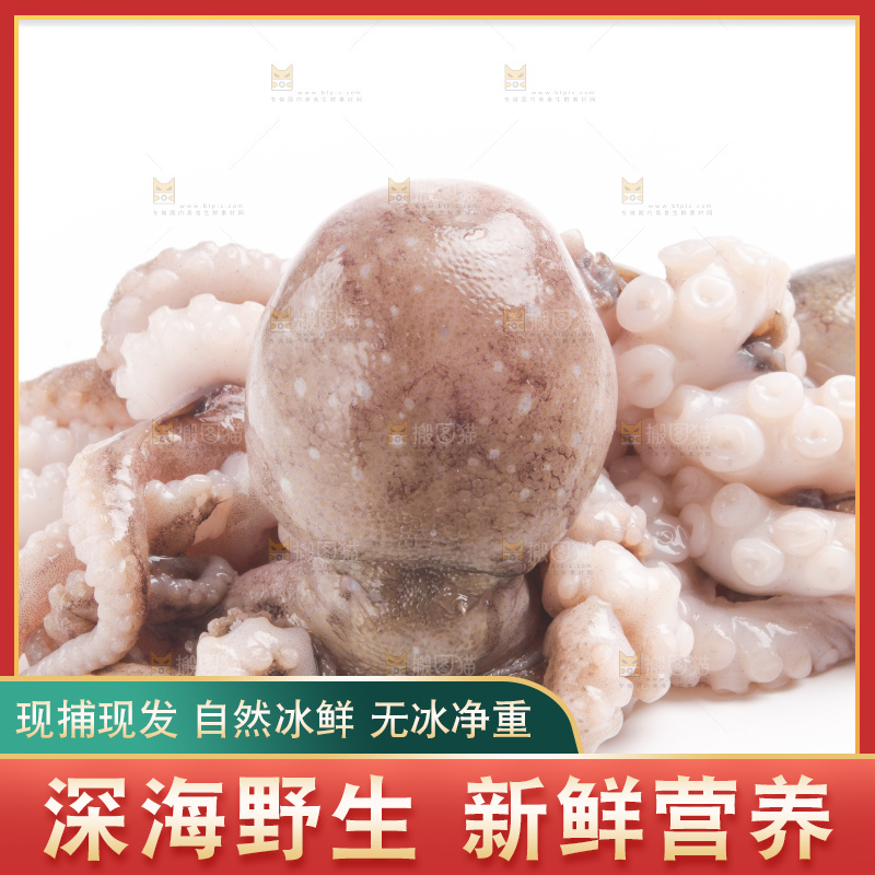 白底上摆放着小章鱼