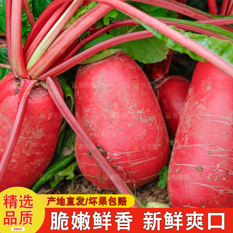 地里种着红萝卜